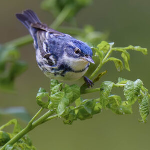 Spring Migration on the Texas Coast Photography Adventure