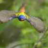 Painted bunting in flight