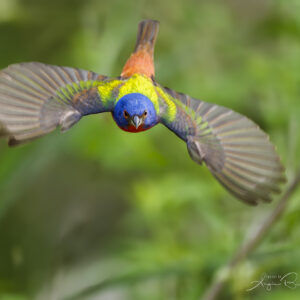 Painted bunting in flight