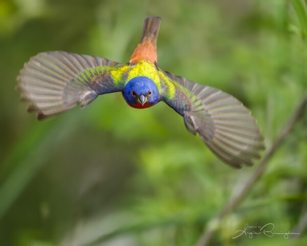 Painted bunting in flight