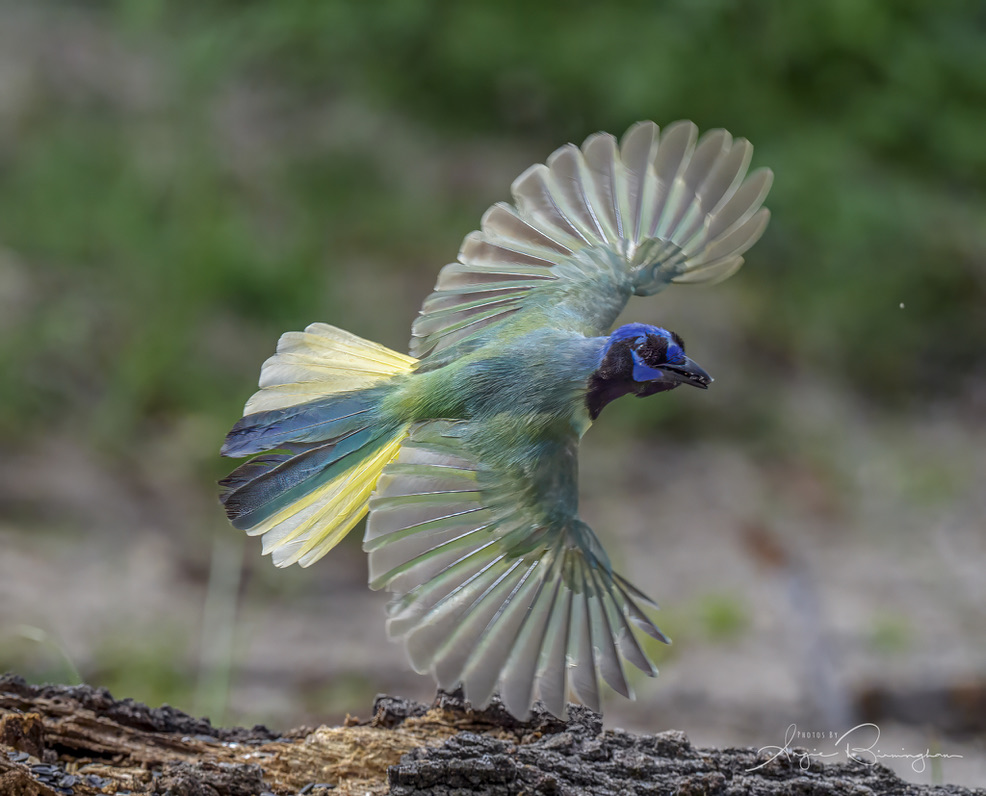 A green and yellow bird with a blue head and black eyebrowns