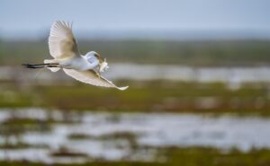 A great egret flying off over the marsh with a fish in its mouth