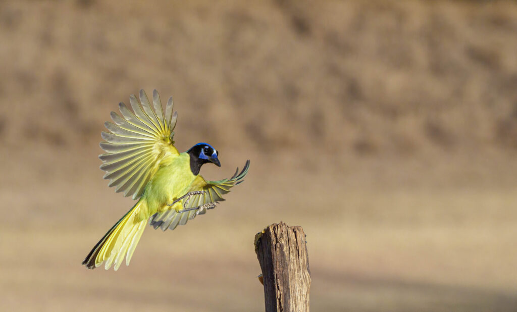 Green Jay landing on a post