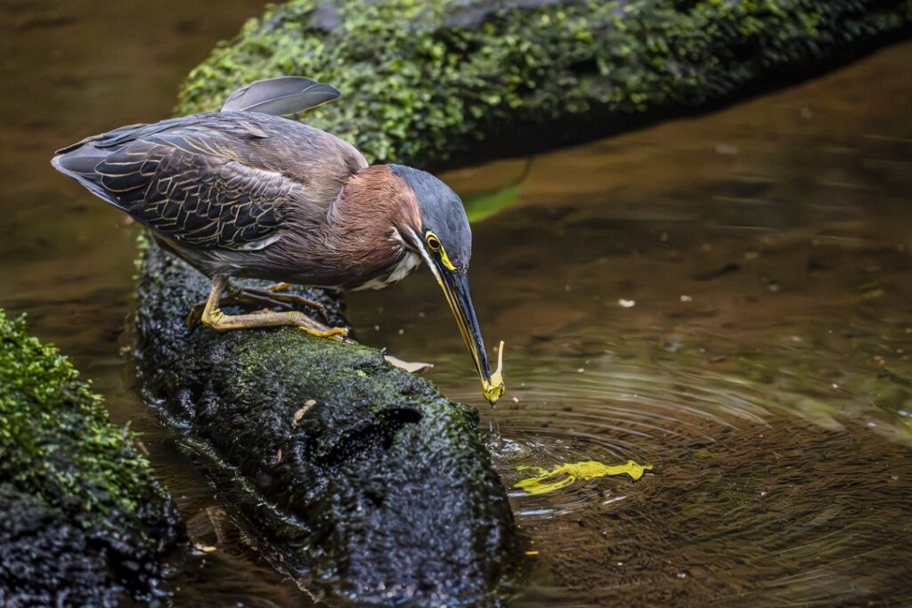 A green heron bird perched on a log over a small body of water using a flower bloom as bait to catch fish