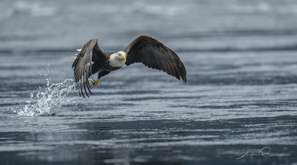 A bald eagle coming out of the water with a fish
