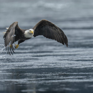 Eagle Show of the NorthWest
