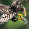 Close-up of a juvenile eagle with a fish in his talons witha green background