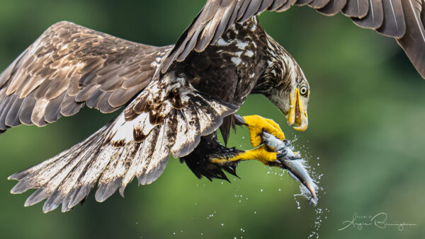 Close-up of a juvenile eagle with a fish in his talons witha green background
