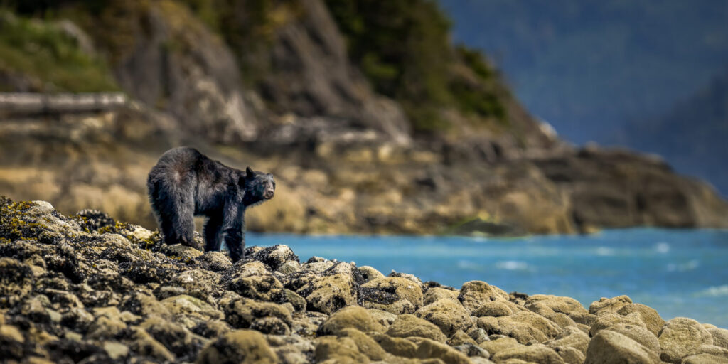 Black bear on the shore of the turquoise blue water in British Columbia