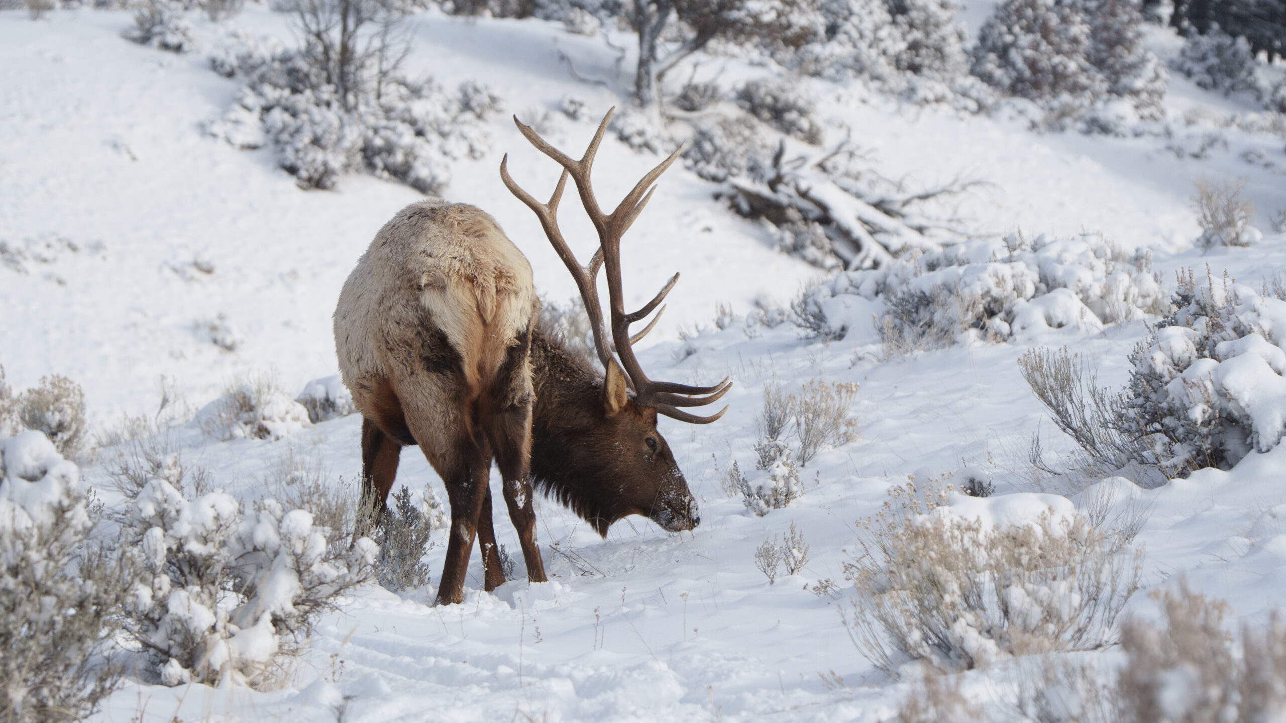 Large Bull Elk grasing in the snow