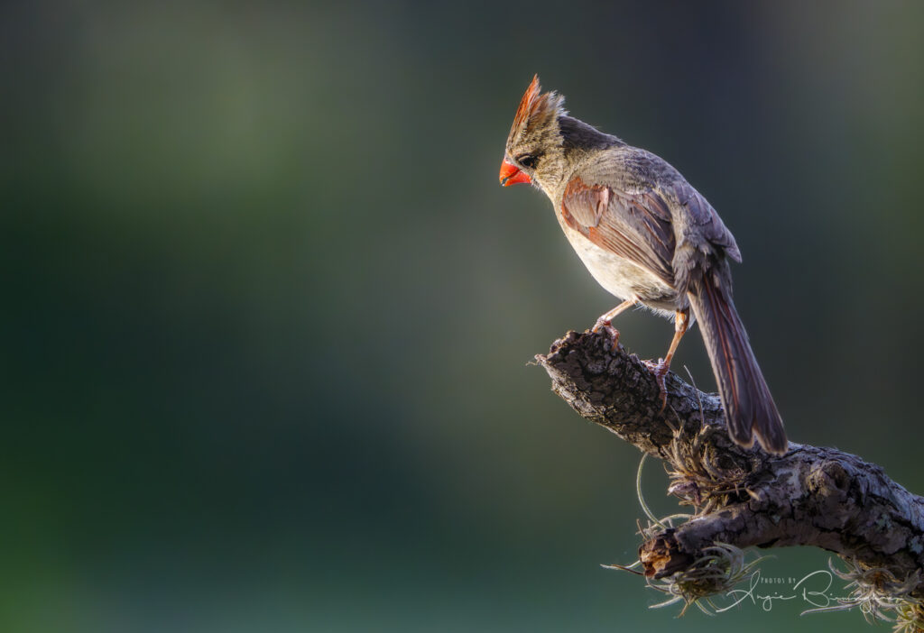 Bird photography subject—female northern cardinal perched on a mesquite branch at sunrise