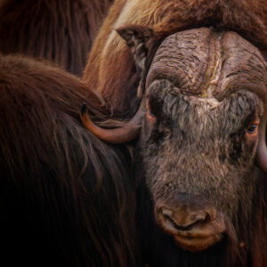 Nome, Alaska Muskox Photography Workshop Sept 9th-13th 2027