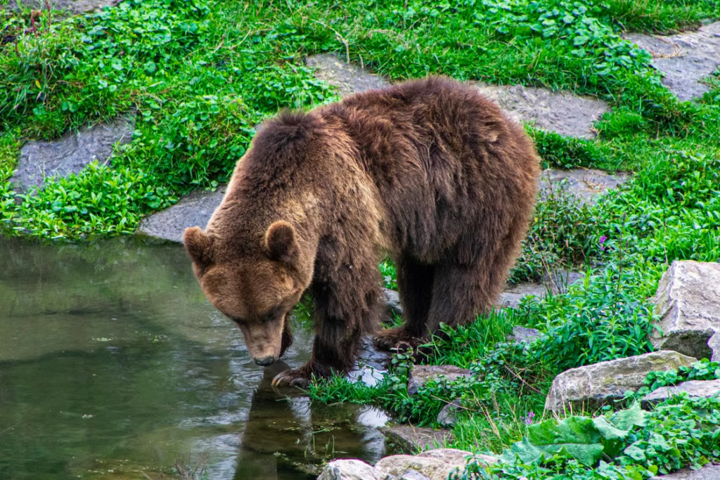 Brown bear drinking from a stream surrounded by lush greenery