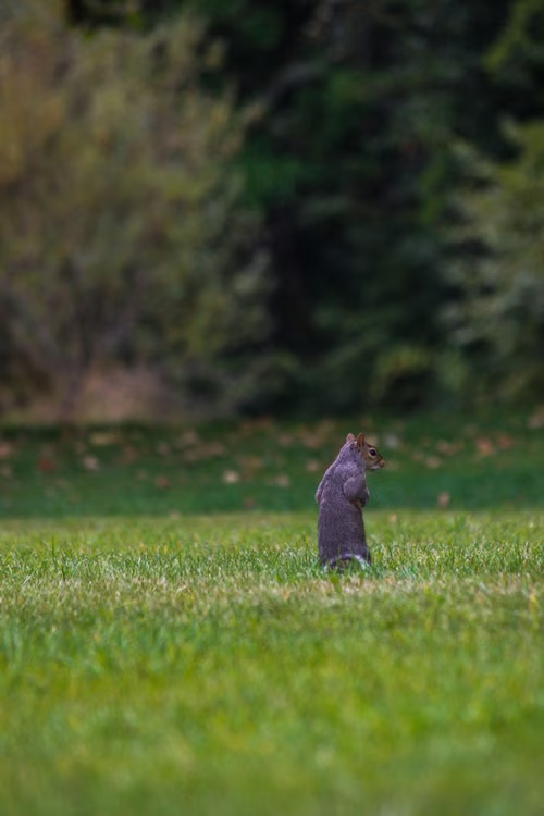Grey squirrel foraging in a grassy field