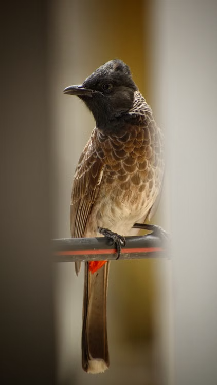 Red-vented bulbul perched outdoors, showing its plumage and distinctive head markings