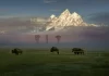 SM+7AB00859-teton+bison-3